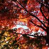 紅葉 in ルスツリゾート
