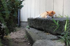 お昼寝