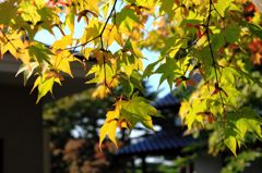 紅葉