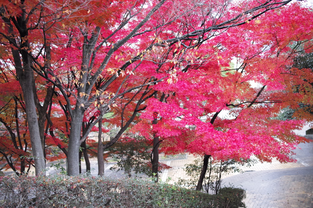 紅葉