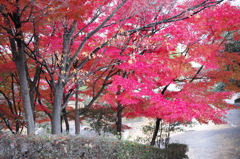 紅葉