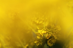 菜の花