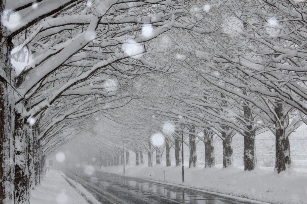 雪が降る道