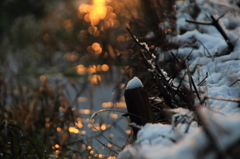 雪の朝