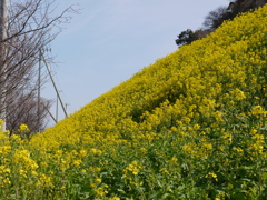 菜の花♪♪♪