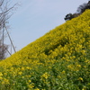 菜の花♪♪♪