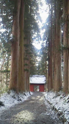 樹齢４００年の杉～nagano