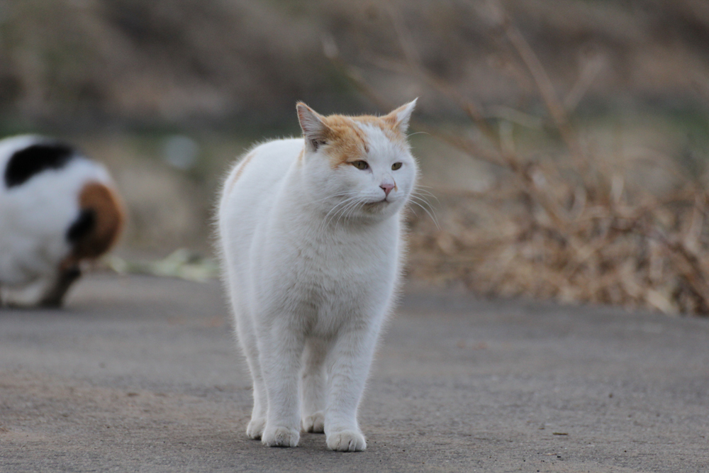 そだ　あったかい所へ行こう！