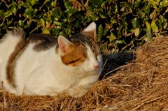 ひだまりの猫