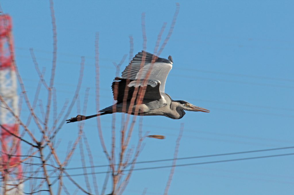 何処に行くんだろう？