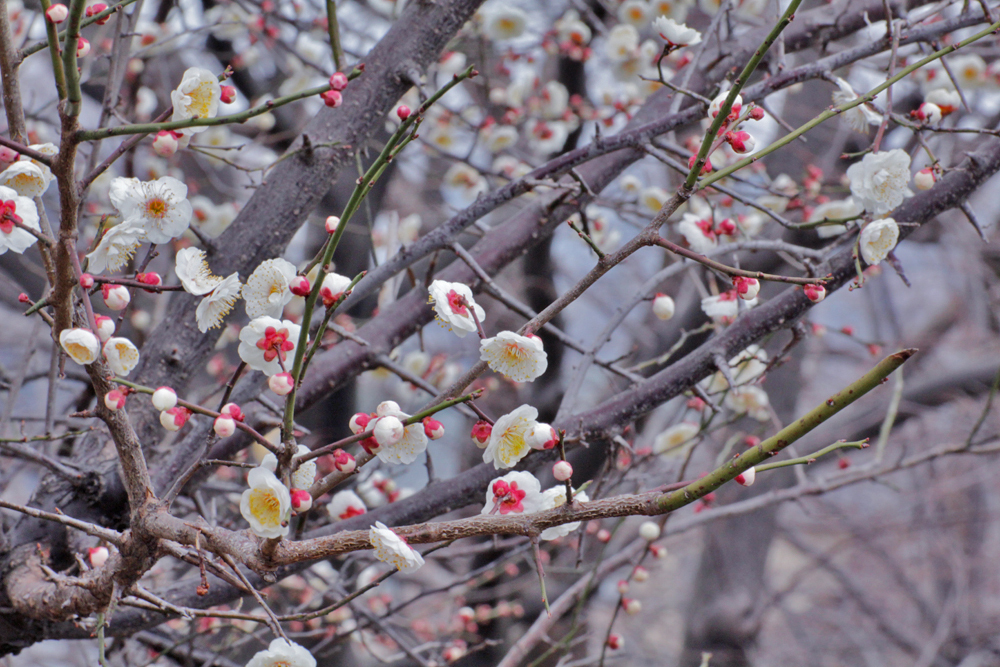 3月白梅