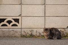 こわもて
