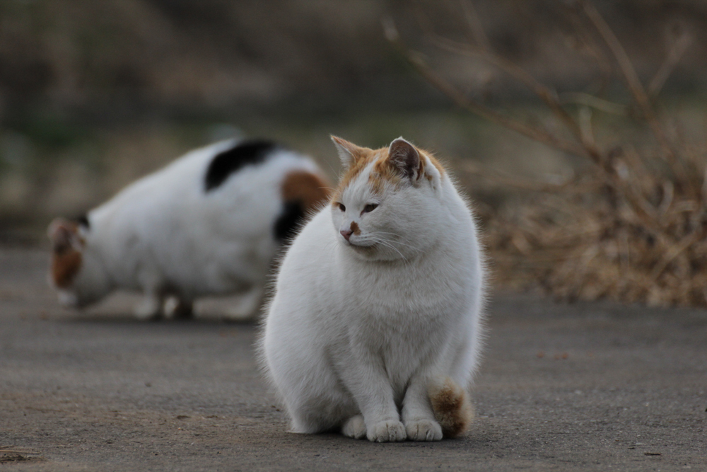 毛をモフモフにしても　寒い！