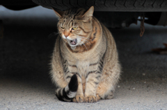 あくび