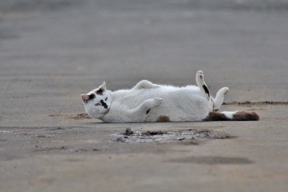 ん？呼んだ～～