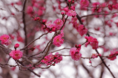 3月紅梅