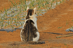 田んぼの野良猫