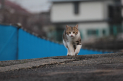 直進