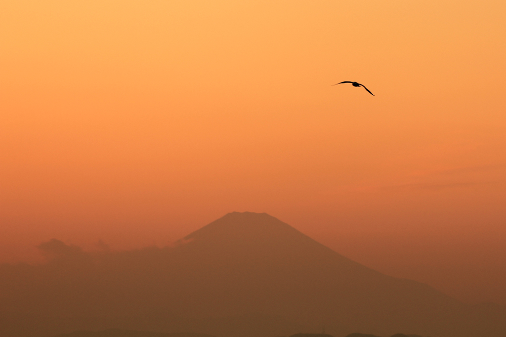 カモメと富士山