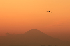 カモメと富士山