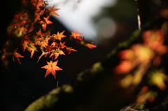 九年庵