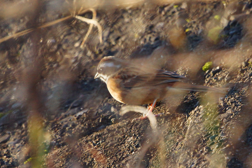 9824tm ネット陰の鳥