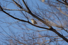 3714 ニュウナイスズメ