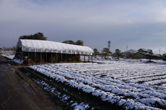 0884m 今朝の雪
