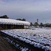 0884m 今朝の雪