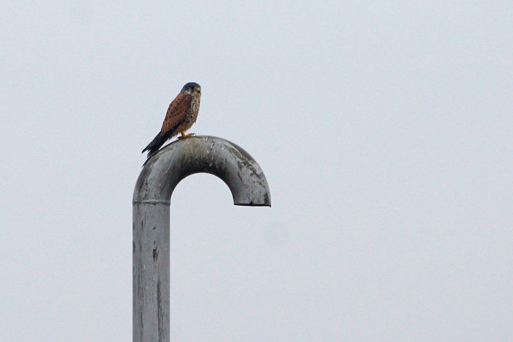 8955tm チョウゲンボウ