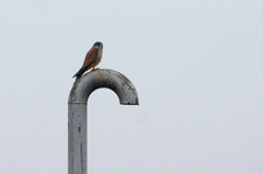 8955tm チョウゲンボウ