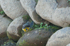 3379tm キセキレイ