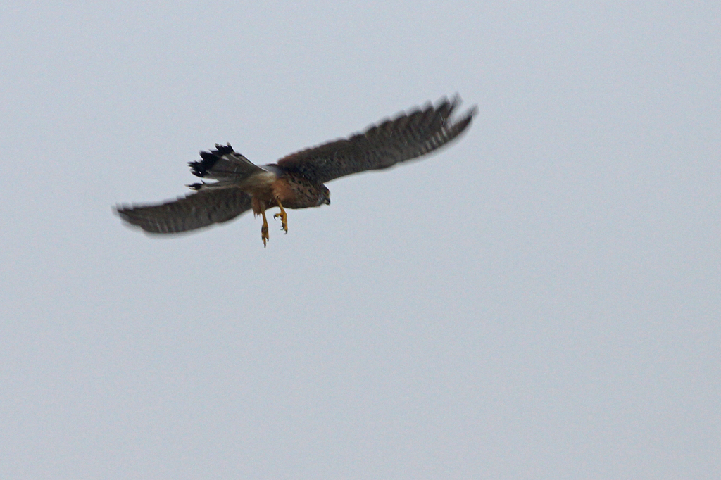 8970tm チョウゲンボウ