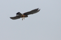 8970tm チョウゲンボウ