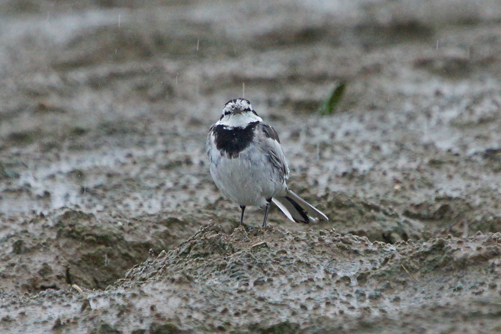 8492tm　雨の中のハクセキレイ