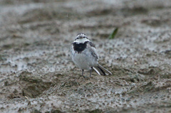 8492tm　雨の中のハクセキレイ