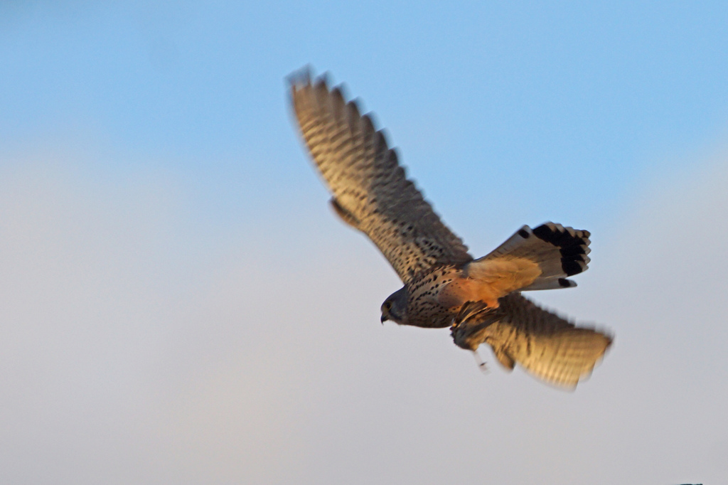 3305tm チョウゲンボウ