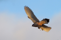 3305tm チョウゲンボウ