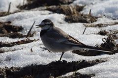 2413t 朝食中のハクセキレイ