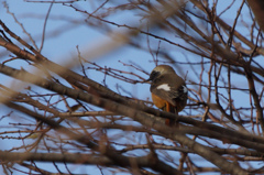 9101t ジョウビタキ