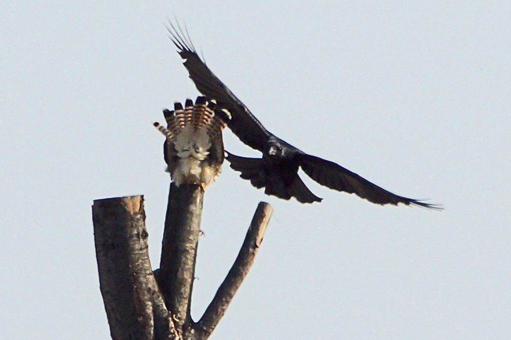 3138tm チョウゲンボウを挑発するカラス