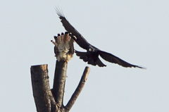 3138tm チョウゲンボウを挑発するカラス