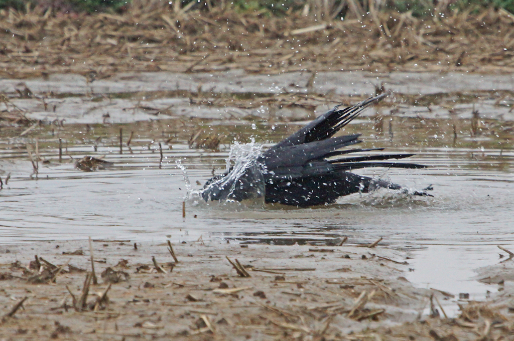 8111m カラスの行水