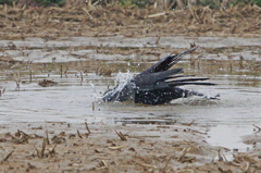 8111m カラスの行水