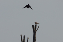 3111t カラスとチョウゲンボウ