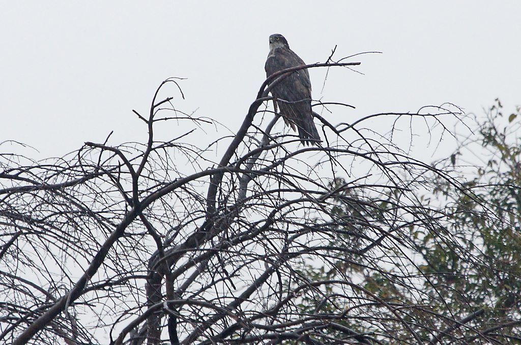 8795m オオタカかな
