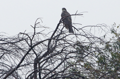 8795m オオタカかな