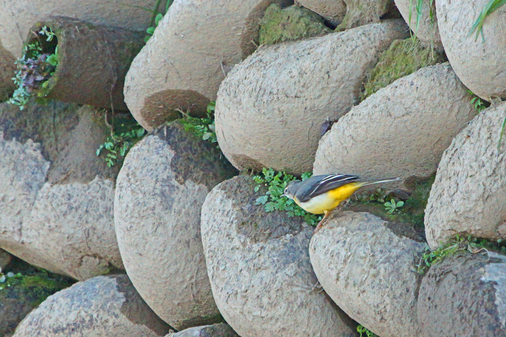 3365tm キセキレイ