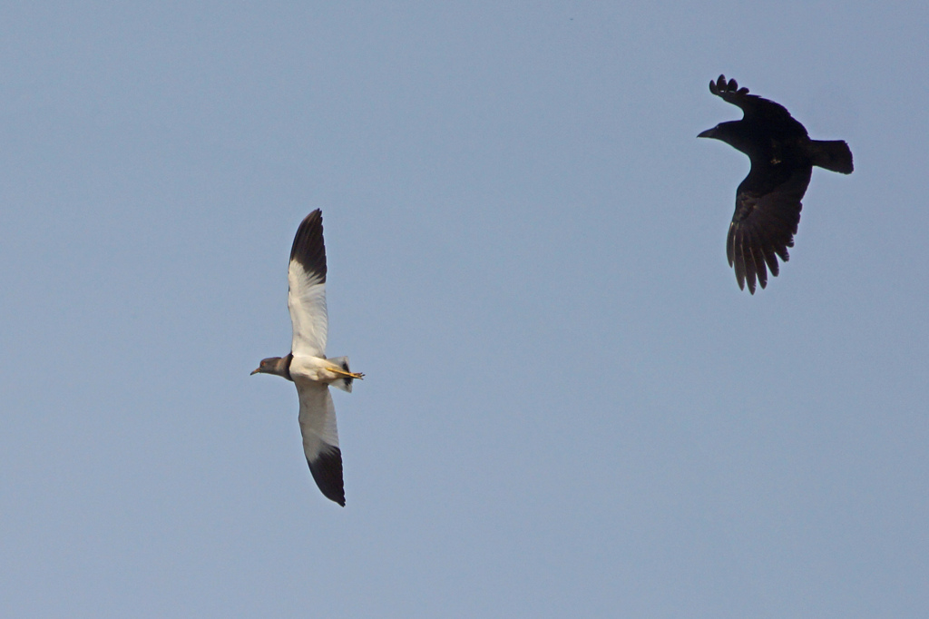 3561tm 逃げるケリ
