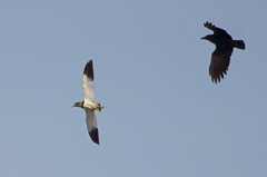 3561tm 逃げるケリ